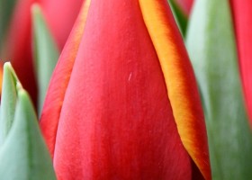 Tulipa Body Builder ® (4)